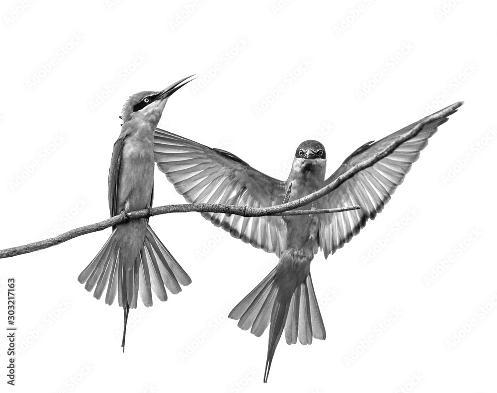 Obraz premium Two Bee-eaters on a twig. Very graphic birds and clean background. Black and white. Sri Lanka. Yala National Park