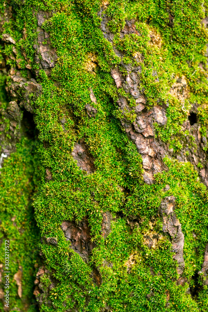 Tree bark with green moss. Beautiful background of moss for wallpaper