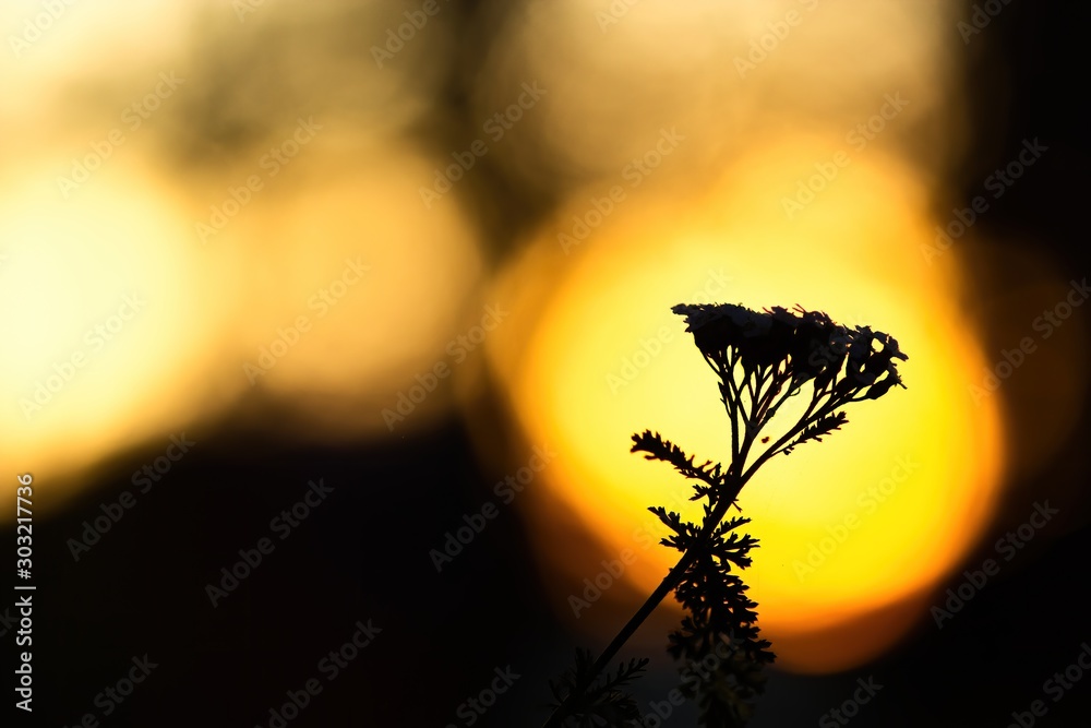 Silhouette einer Pflanze bei goldenem Sonnenuntergang bei Gegenlicht im Herbst, Schafgarbe Achillea
