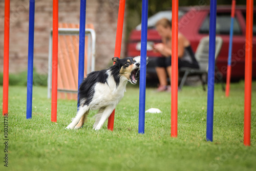 Agility slalom and border collie. Tricolor Border collie is running slalom on czech agility competition slalom.