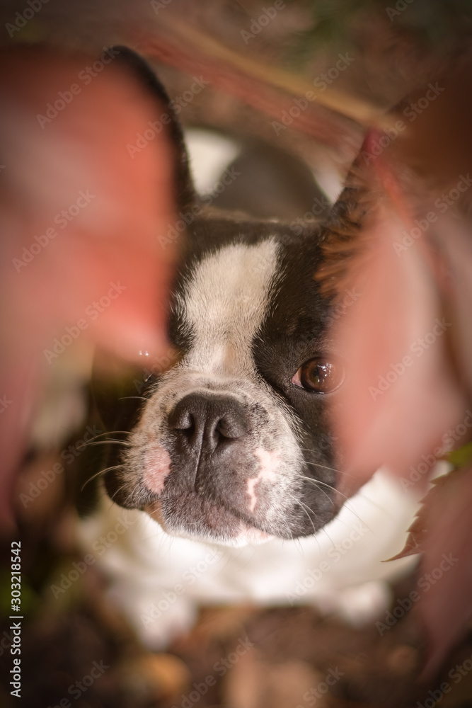 Autumn portrait of french bulldog. He is so cute in the leaves. He has so lovely face. 