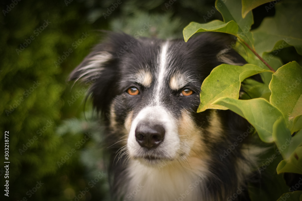 Autumn face of tricolor border collie He is so cute in the leaves. He has so lovely face. 