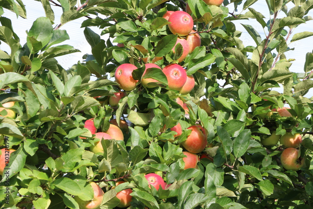 Bio-Äpfel in einem Obstgarten