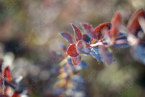 Bright brown leaves close-up 1