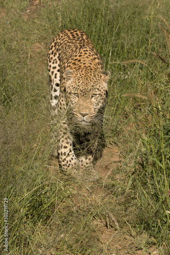 Leopard läuft durch hohes Gras 