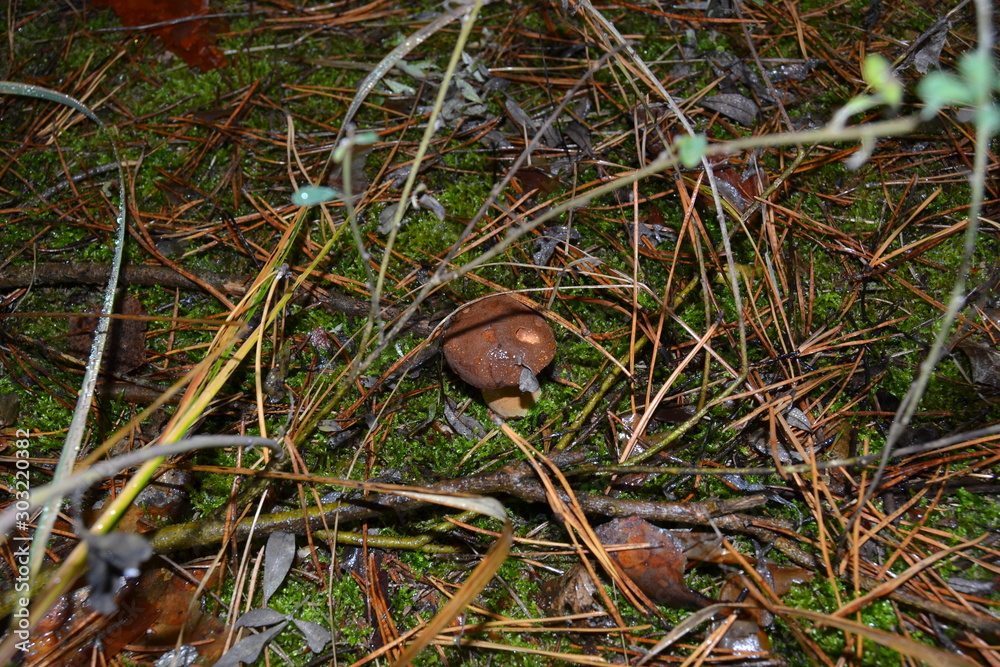 mushroom in forest mushroom in forest