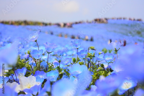 blue flowers - nemophila in japan
