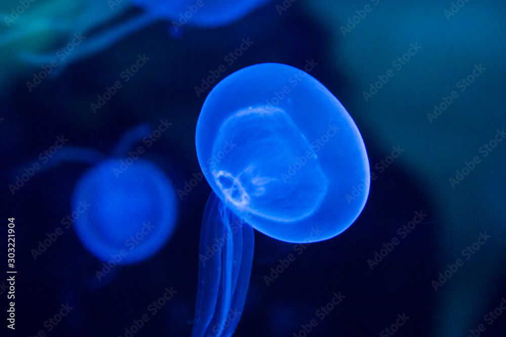 die blaue Qualle die blaue Qualle