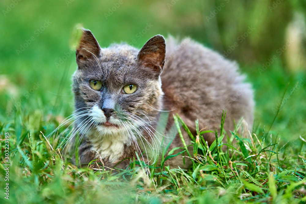 Close-up of a beautiful cat portrait playing in the grass Close-up of a beautiful cat portrait playing in the grass