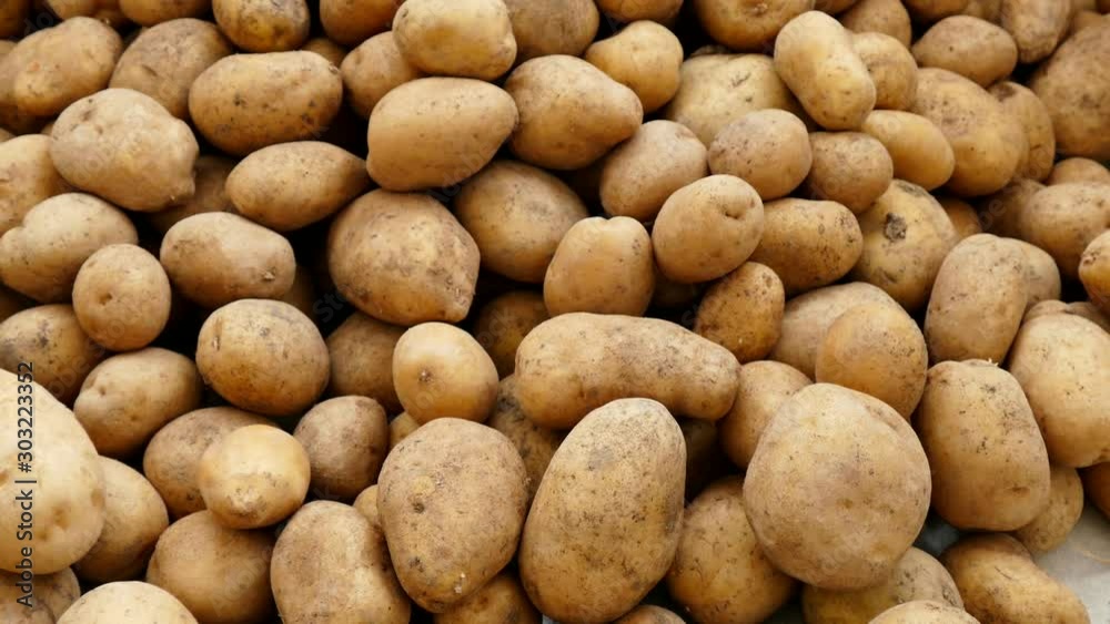 large amounts of potatoes, potato harvest season, close-up of a huge potato, a woman chooses potatoes, fills potatoes in a bag, large amounts of potatoes, potato harvest season, close-up of a huge potato, a woman chooses potatoes, fills potatoes in a bag,
