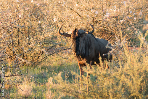 Gnu