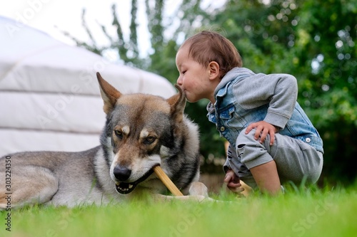 Boy kisses wolfdog photo