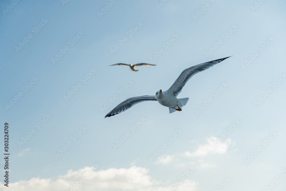 closeup of seagulls during flight in front of vesuv mountain closeup of seagulls during flight in front of vesuv mountain
