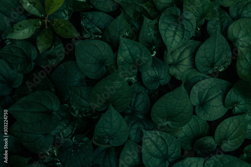 Dark Green Plants Background