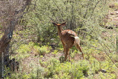 Antilope köttelt photo