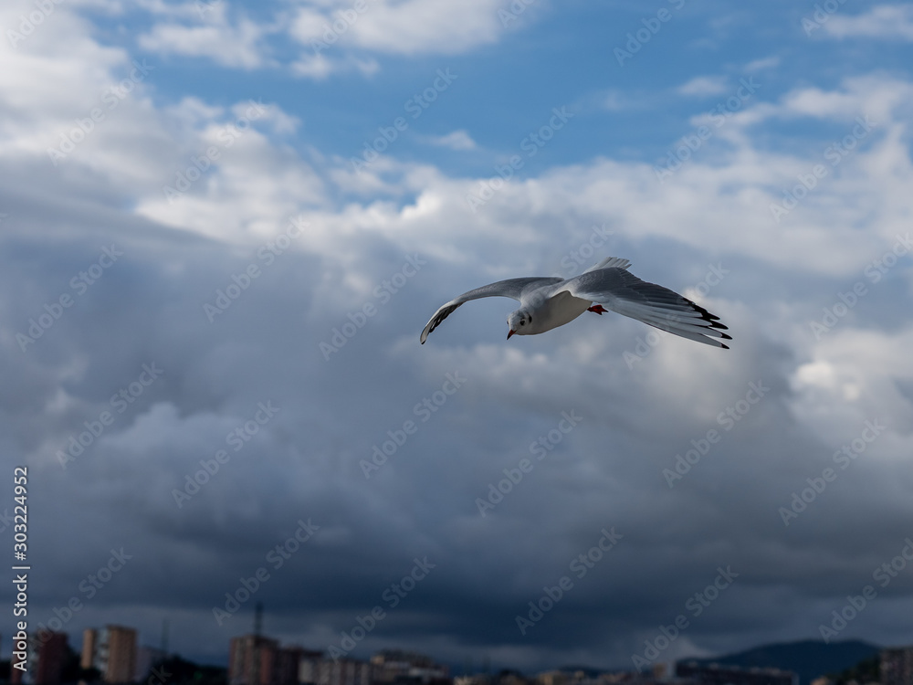Obraz premium closeup of seagulls during flight in front of genua waterfront