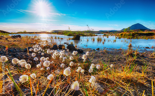 White fluffy cotton flowers at Myvatn lake. photo