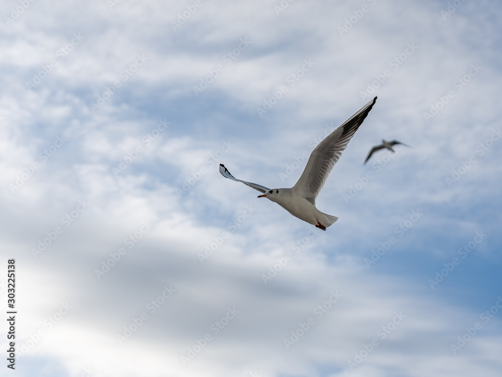 closeup of seagulls in the air during flight closeup of seagulls in the air during flight