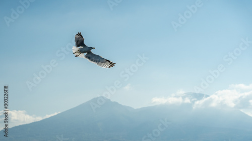 closeup of seagulls during flight in front of vesuv mountain © Alexander