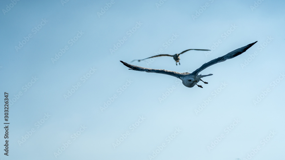 closeup of seagulls during flight in front of vesuv mountain closeup of seagulls during flight in front of vesuv mountain