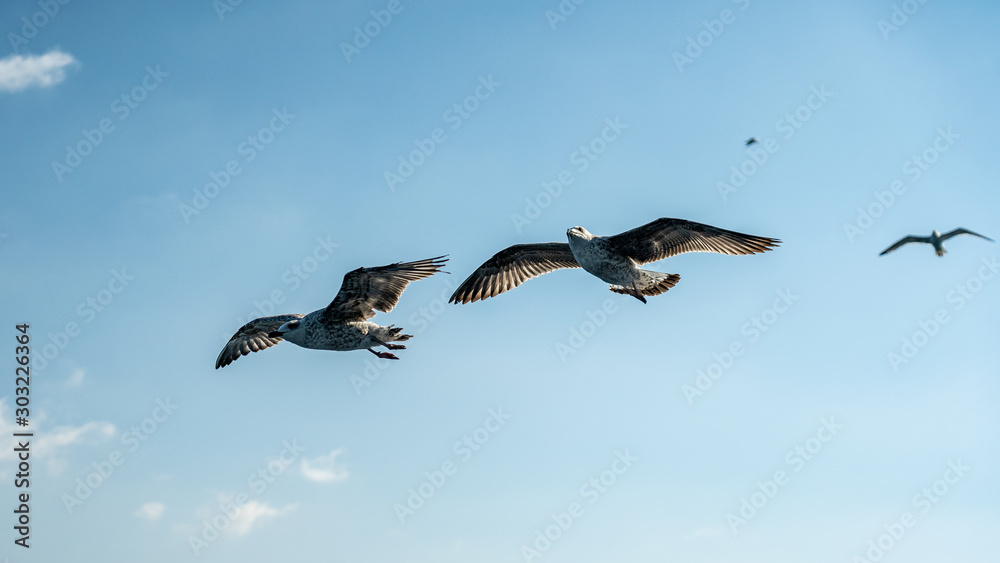 closeup of seagulls during flight in front of vesuv mountain closeup of seagulls during flight in front of vesuv mountain