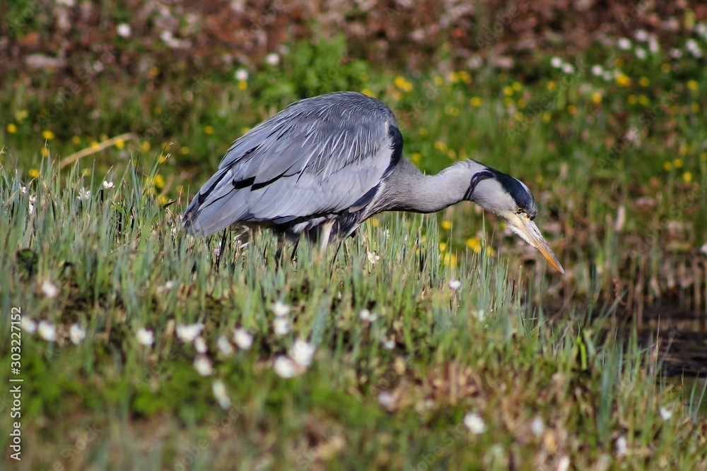 Fototapeta premium Grey Heron