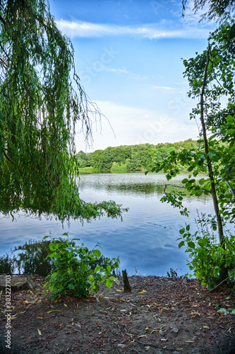 Spring trees surrounding Rufford Park lake. Bank side with shrubbery and green grasses photo