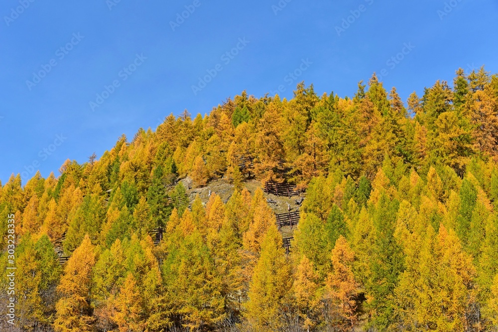 autumn larch trees in Switzerland