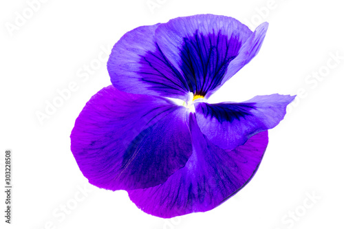 purple pansy flower on white background © Tammi Mild