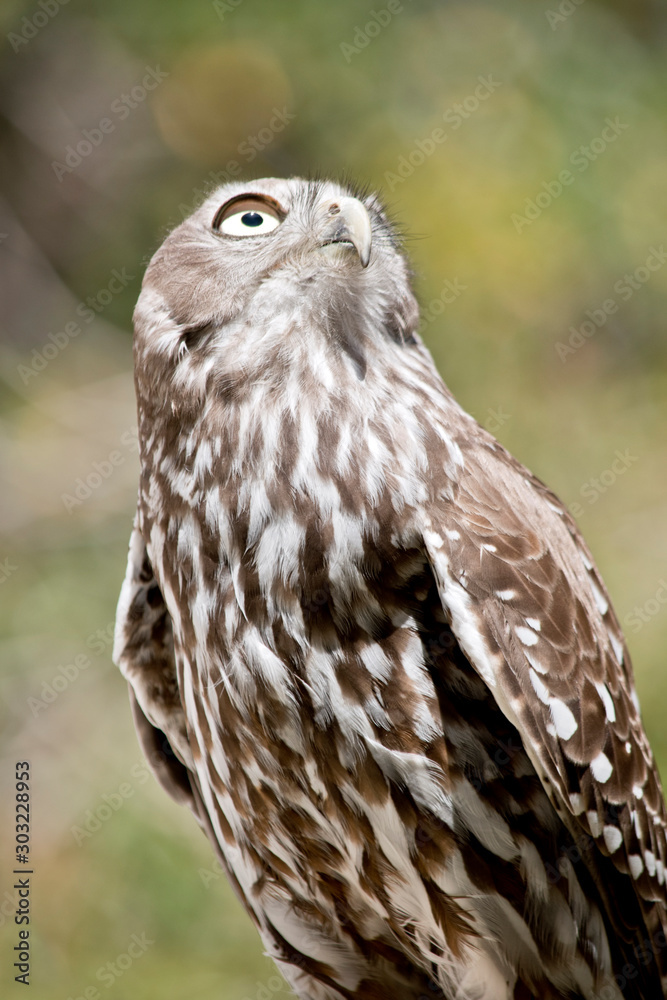 Obraz premium this is a close up of a barking owl