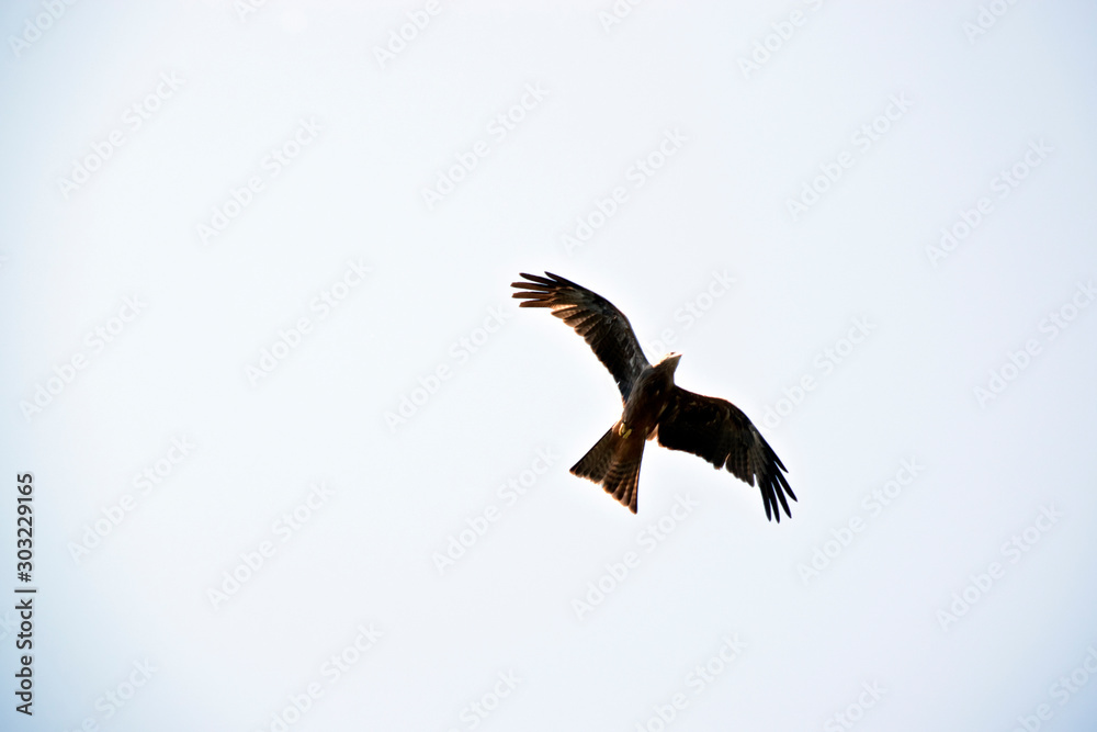 Obraz premium the black kite is soaring into the sky