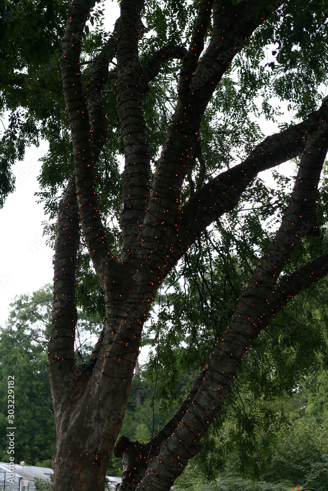 Fototapeta premium Tiny lights wrapped lit around tree trunk in park