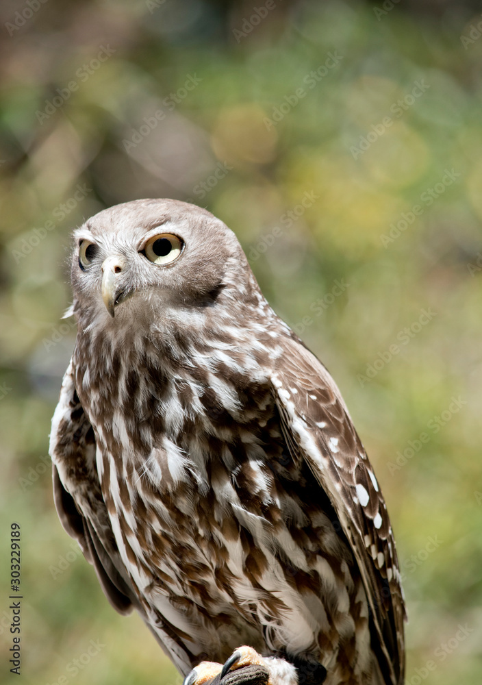 this is a close up of a barking owl this is a close up of a barking owl