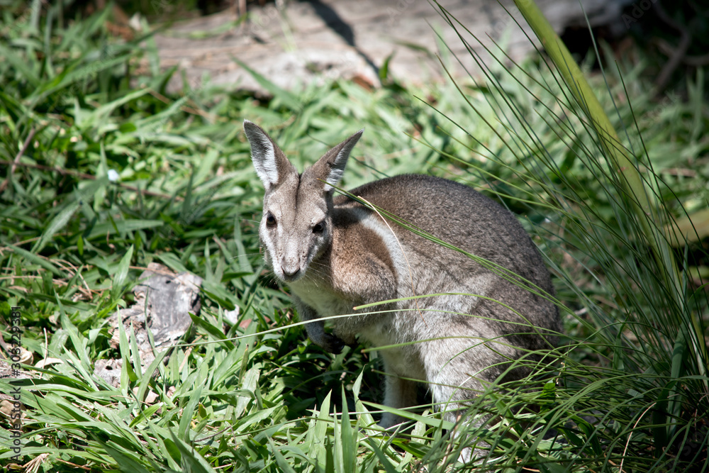 the bridled nailtail wallaby is eating grass