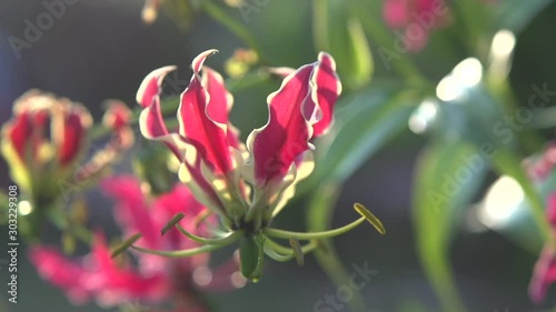 Red flower in the garden. Gloriosa flower lit by the sun. 