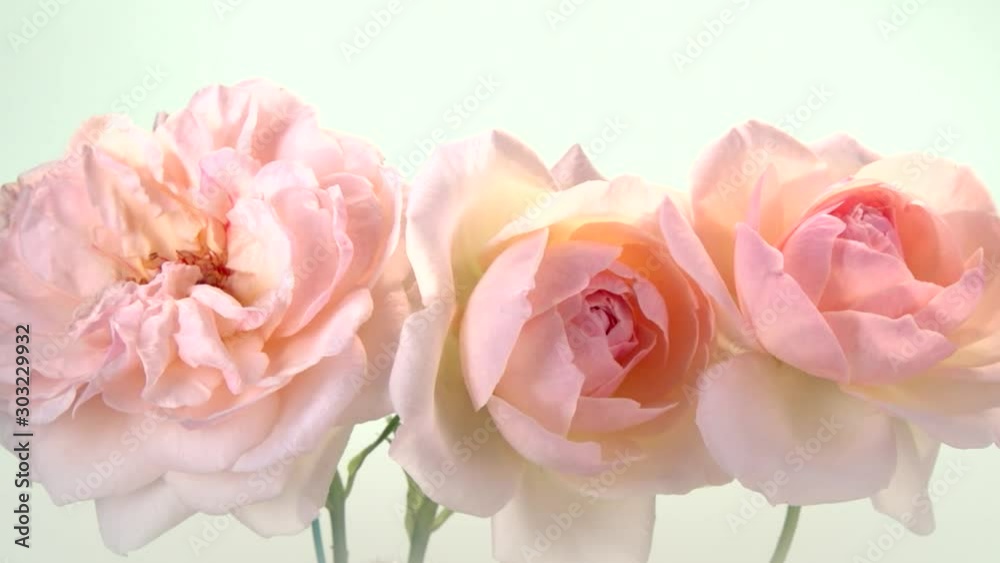 Pink roses bloom on white background. TIme Lapse Flower. Pink roses bloom on white background. TIme Lapse Flower.