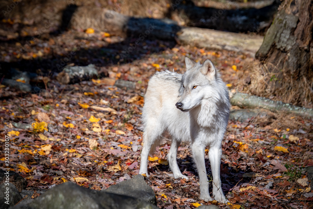An arctic wolf looking off into the distance while standing in the woods on an Autumn day An arctic wolf looking off into the distance while standing in the woods on an Autumn day