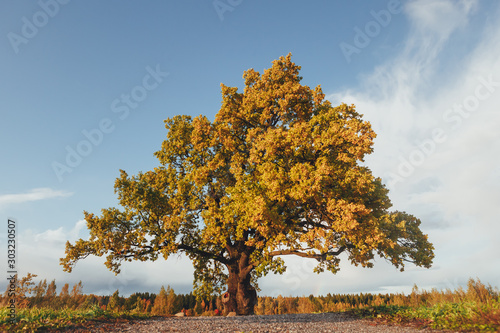 oak tree with yellow foliage at sunny autumn day