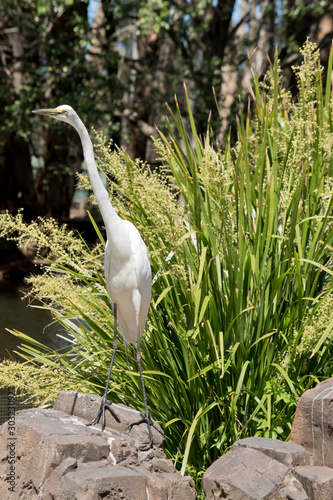 the grat egret is a tall bird