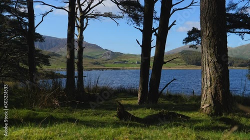 Picturesque landscape of sunlit pine trees on lakeside near Rhyd Ddu, Llyn y Gader lake. photo