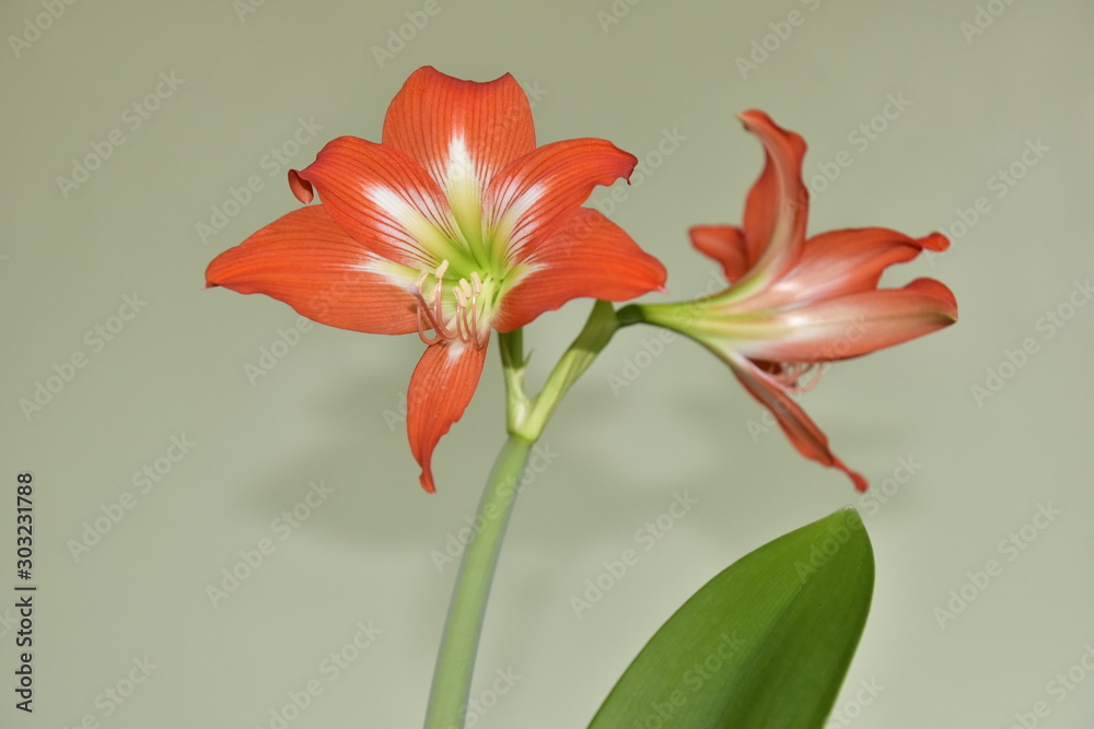 Obraz premium Hippeastrum is a bulbous plant with orange flowers