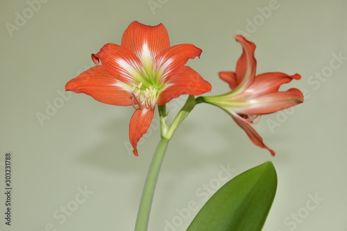 Hippeastrum is a bulbous plant with orange flowers