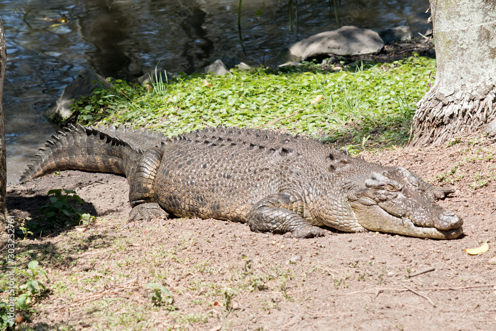 Fototapeta premium the salt water crocodile is climbing out of the water