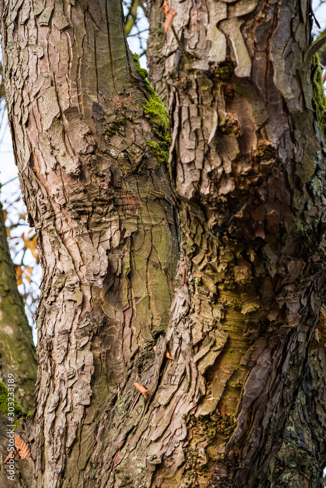 tree trunk with thick branches and rough bark surface covered with green mosses tree trunk with thick branches and rough bark surface covered with green mosses