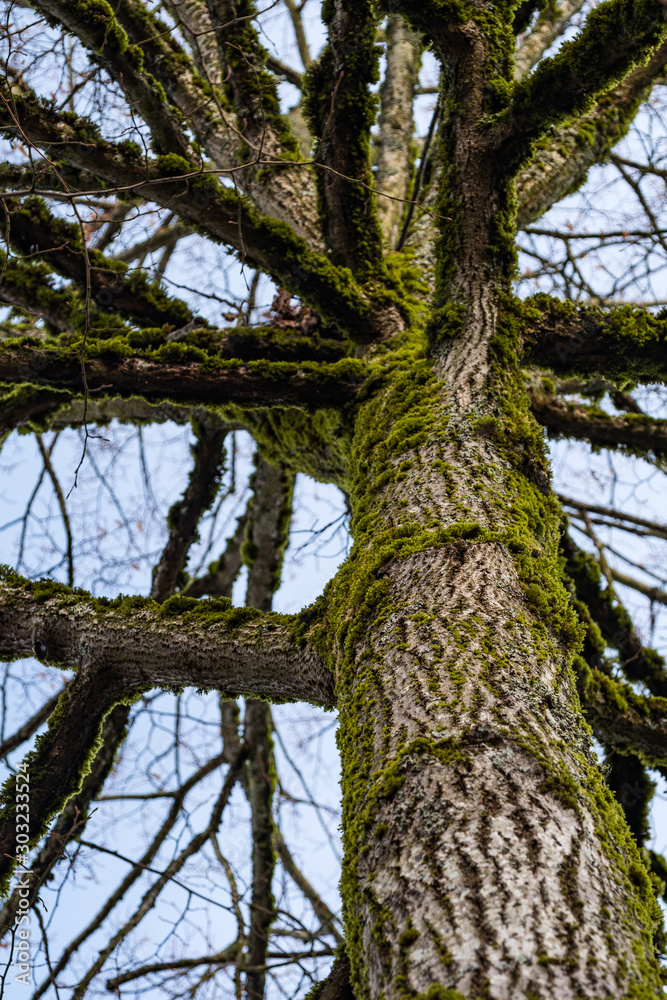 thick tree trunk with branches pointing all direction covered with green mosses in a cold winter morning thick tree trunk with branches pointing all direction covered with green mosses in a cold winter morning