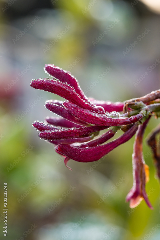 Fototapeta premium close up of one beautiful pink honeysuckle flower with petals covered in morning drew blooming in the garden with blurry green background