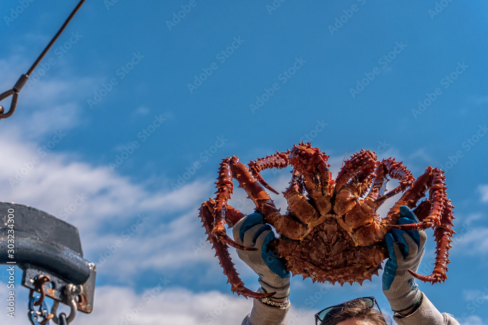 King crab on blue sky background. Hands are holding a huge crab. Fresh catch on a fishing boat. Bering sea animal. Very tasty and healthy meat. Stock Photo | Adobe Stock King crab on blue sky background. Hands are holding a huge crab. Fresh catch on a fishing boat. Bering sea animal. Very tasty and healthy meat. Stock Photo | Adobe Stock