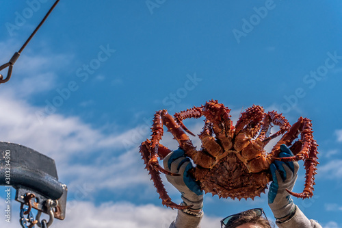 King crab on blue sky background. Hands are holding a huge crab. Fresh catch on a fishing boat. Bering sea animal. Very tasty and healthy meat.