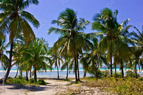 palme da cocco in spiaggia © frabimbo