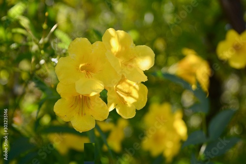 Yellow Flower Light Bloom Blossom Petal 